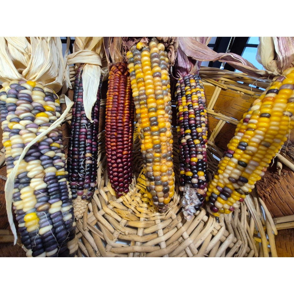 Decorative Indian Corn Bundle 6 Piece Fall Harvest Thanksgiving Decor Multi
